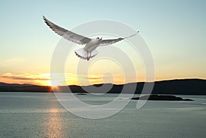 Flying seagull