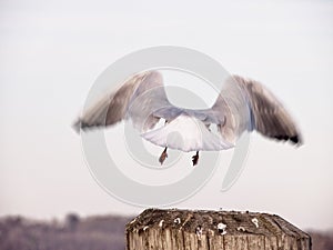 Flying seagull