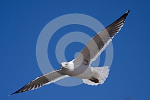 Flying seagull