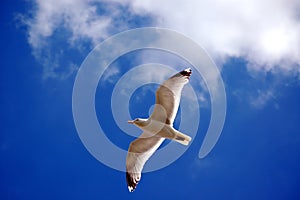 Flying seagull