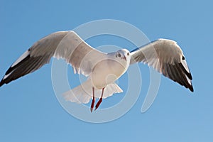 Flying seagull