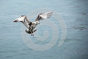 Flying Seagull