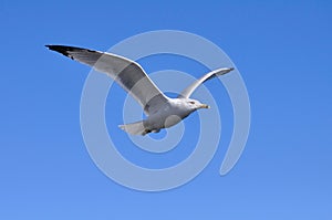 Flying Seagull