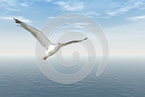 Flying seagull