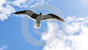 Flying Seagull