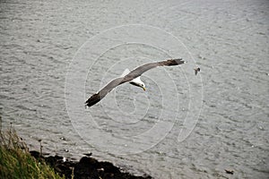 Flying Seagull