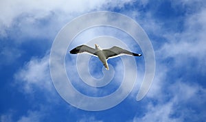 Flying Seagull