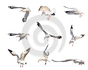 Flying seagull actions isolated on white