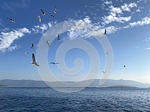 Flying seagull in the aegean sea in bodrum, mugla