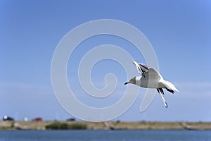 Flying seagull against a blue sky