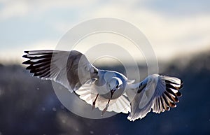 Flying seagull against sky and trees in gdynia, poland