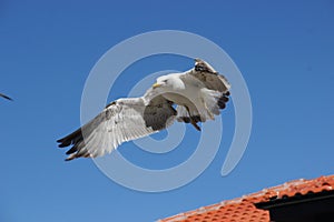 Flying seagull on a background of blue sky