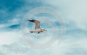 Flying seagull on the beach of Blackpool, view to wet beach and