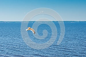 Flying seagull on a big lake, summer sunny day