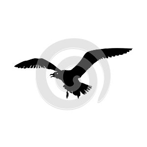 Flying Seagull Bird black silhouette isolated on white background. illustration