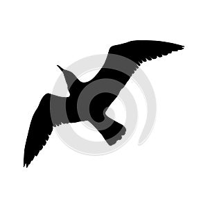 Flying Seagull Bird black silhouette isolated on white background. illustration