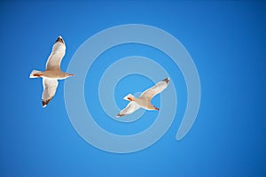 Flying seagull bird on blue sky