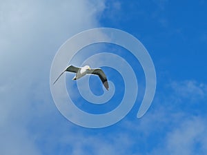 Flying Seagull in Blue sky
