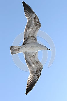 Flying seagull on the blue sky. photo