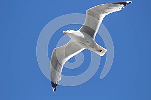 Flying seagull in the blue sky