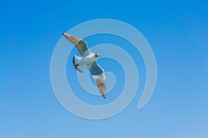 Flying seagull on bright blue sky