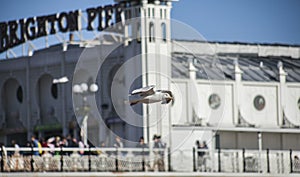 Flying seagull and the Brighton Pier.