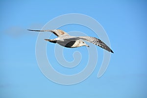 Flying seagull in the clear blue sky flying above the ocean