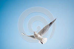 Flying seagull in clear sky