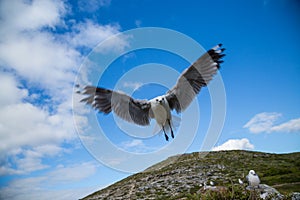 Flying Seagull closeup