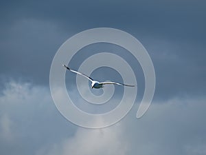 Flying Seagull in Cloudy sky