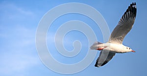 Flying seagull in concept of high speed