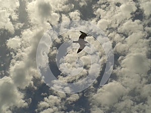 Flying Seagull between Dark Marshmallow Cloudy Blue Sky