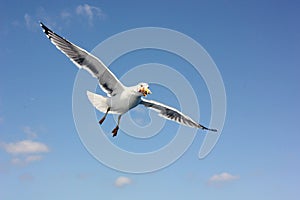 Flying seagull eating a sandwich