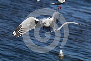 A flying Seagull  in Erhai Lake