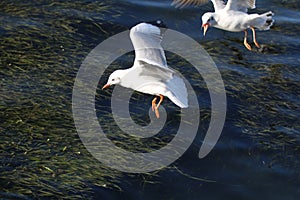 A flying Seagull  in Erhai Lake
