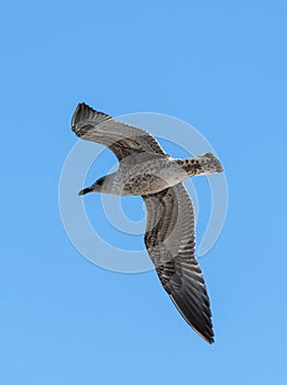 Flying seagull in front of a blue sky