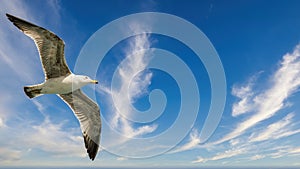 Flying seagull high on wind with cloudy sky