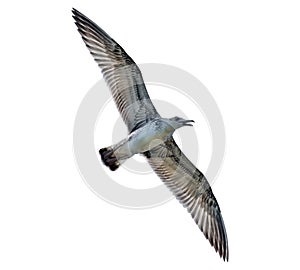 Flying seagull isolated with clipping path