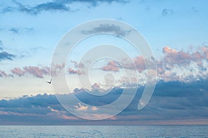 Flying seagull lonely silhouette in cloudy sky