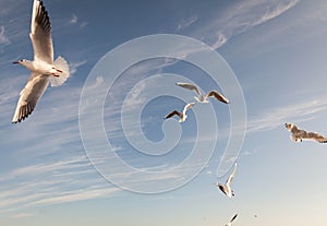 Flying Seagull over black sea