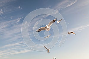 Flying Seagull over black sea