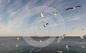 Flying Seagull over black sea