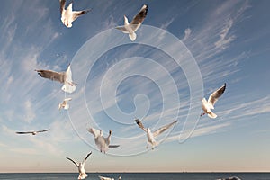 Flying Seagull over black sea