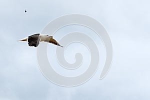 Flying seagull over a light blue sky