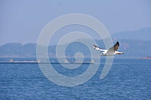 Flying seagull  over Patratu Dam at Ranchi , India.