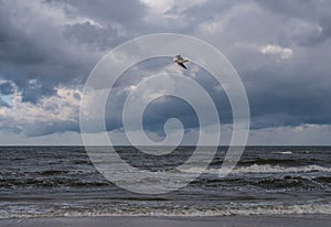The flying seagull over the sea
