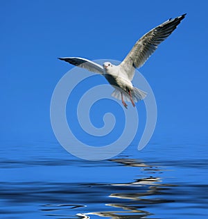 Flying seagull over water