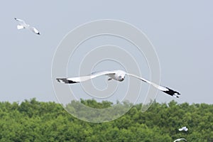 Flying Seagull over water