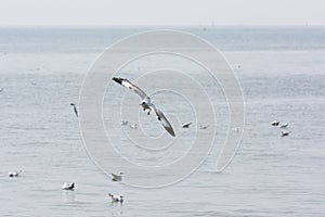 Flying Seagull over water