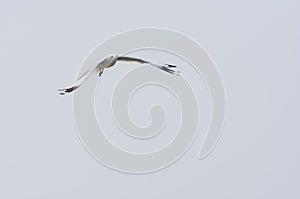 Flying Seagull over water